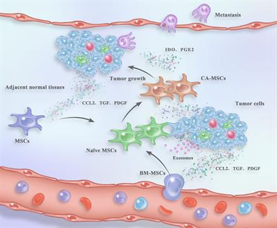 Frontiers The Origins And Generation Of Cancer Associated Mesenchymal